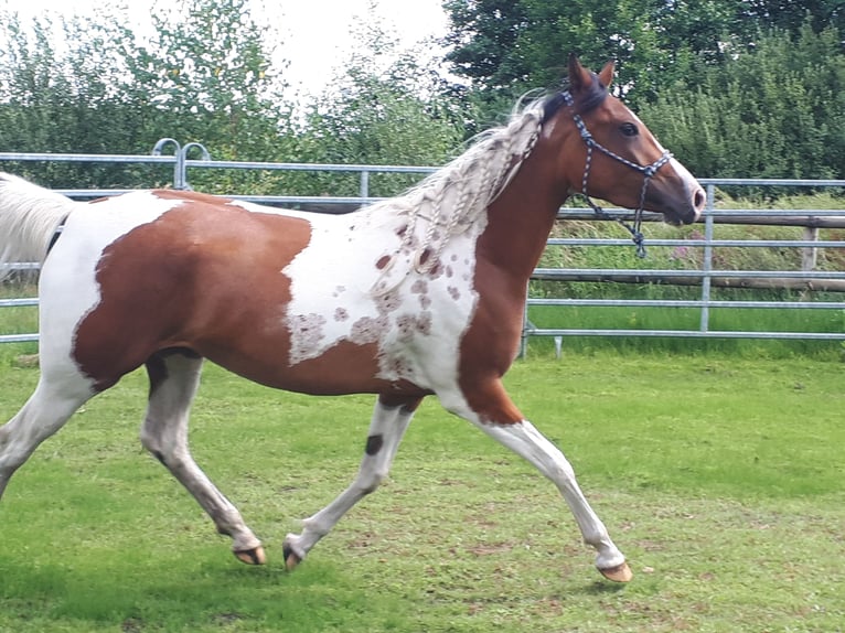 Arabisch Partbred Merrie 4 Jaar 150 cm Tobiano-alle-kleuren in Sulingen