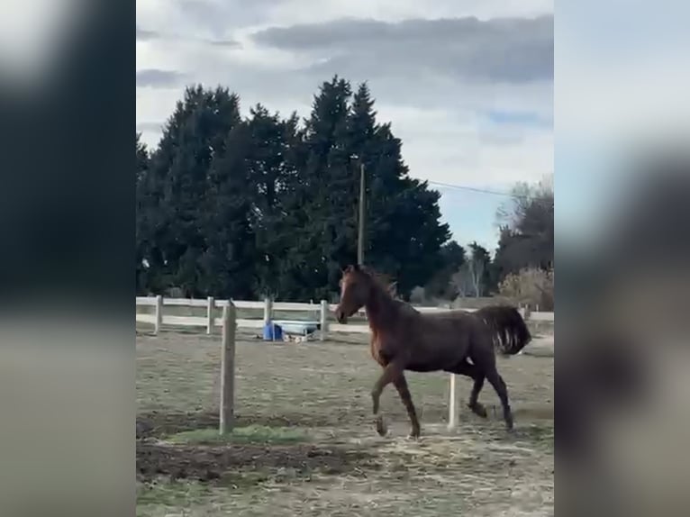 Arabisch Partbred Merrie 4 Jaar 150 cm Vos in Bédarrides
