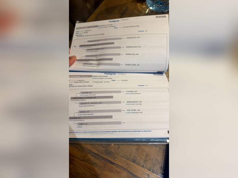 Arabisch Partbred Merrie 4 Jaar 150 cm Vos in Bédarrides