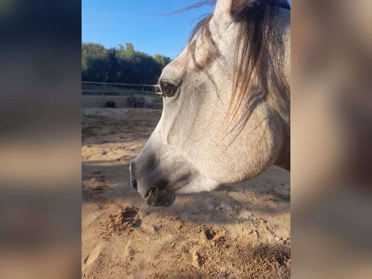 Arabisch Partbred Merrie 4 Jaar 155 cm Rood schimmel in Arta