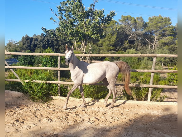 Arabisch Partbred Merrie 4 Jaar 155 cm Rood schimmel in Arta