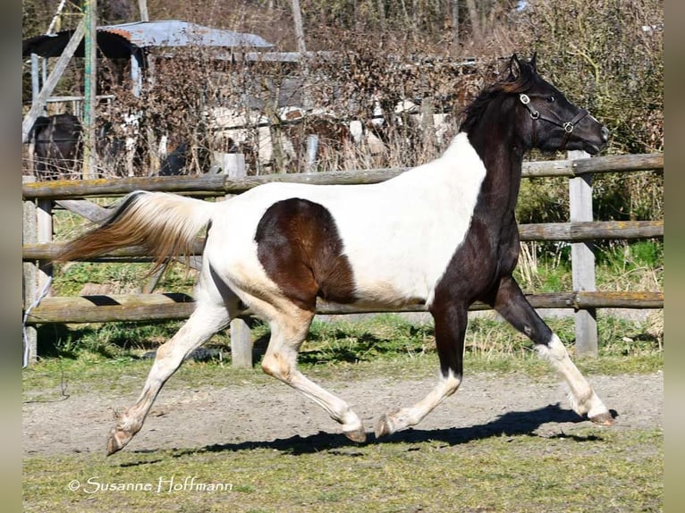 Arabisch Partbred Merrie 4 Jaar 158 cm Tobiano-alle-kleuren in Mörsdorf