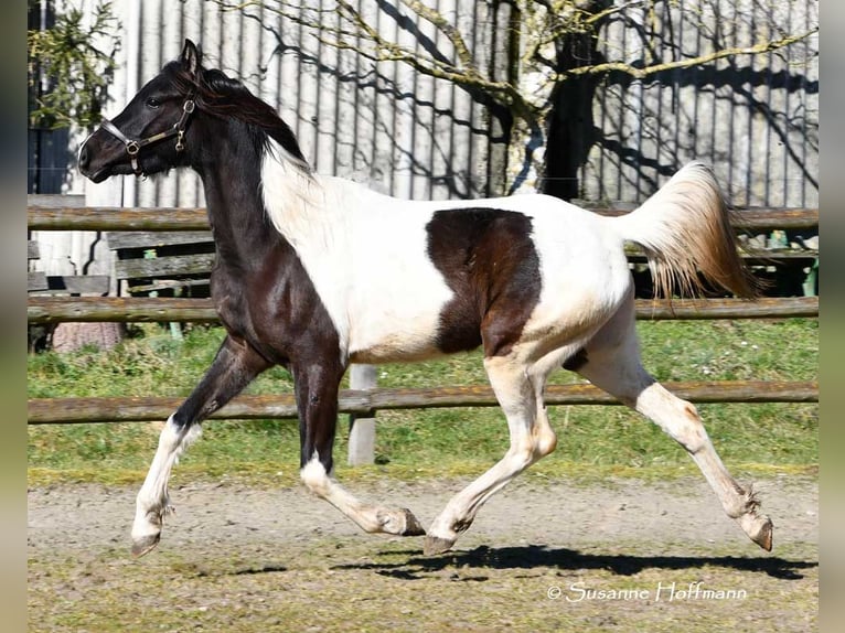 Arabisch Partbred Merrie 4 Jaar 158 cm Tobiano-alle-kleuren in Mörsdorf