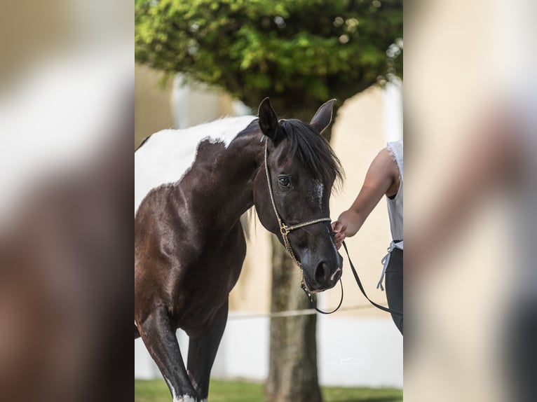 Arabisch Partbred Merrie 4 Jaar Tobiano-alle-kleuren in Kleblach-Lind