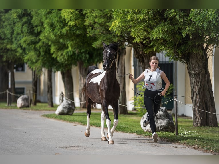 Arabisch Partbred Merrie 4 Jaar Tobiano-alle-kleuren in Kleblach-Lind