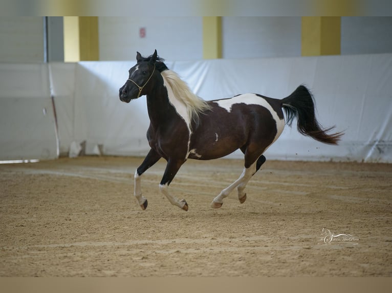 Arabisch Partbred Merrie 4 Jaar Tobiano-alle-kleuren in Kleblach-Lind