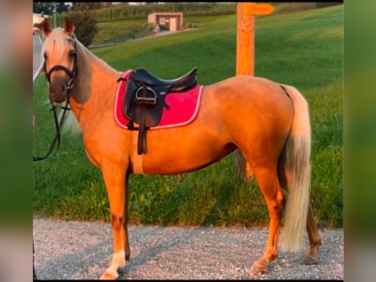 Arabisch Partbred Merrie 5 Jaar 141 cm Palomino in Schönholzerswilen