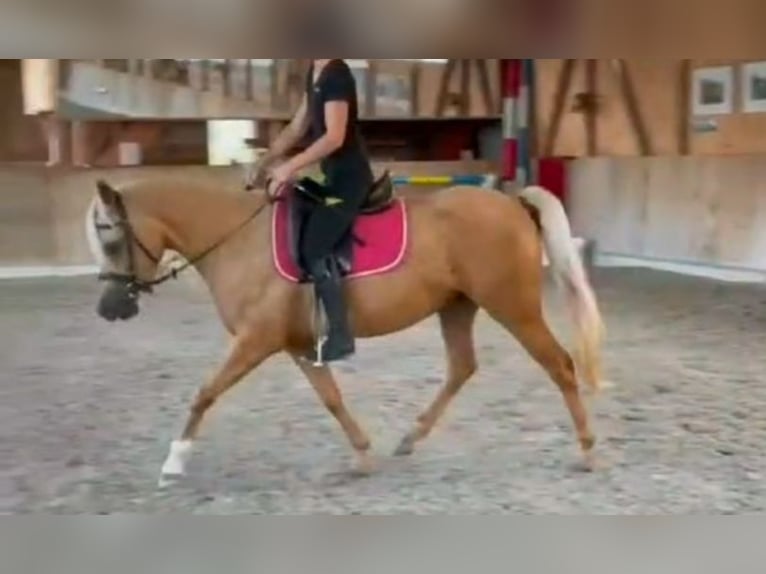 Arabisch Partbred Merrie 5 Jaar 141 cm Palomino in Schönholzerswilen