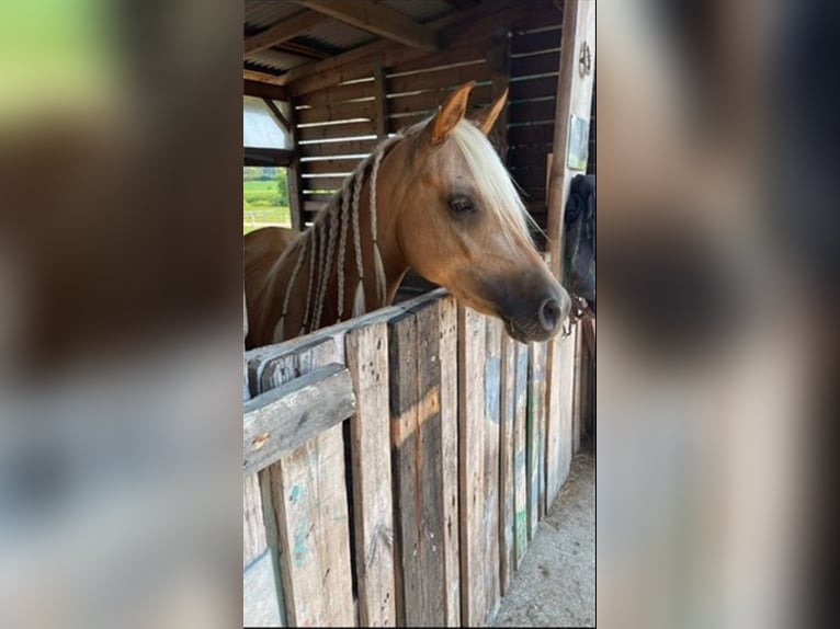 Arabisch Partbred Merrie 5 Jaar 141 cm Palomino in Schönholzerswilen