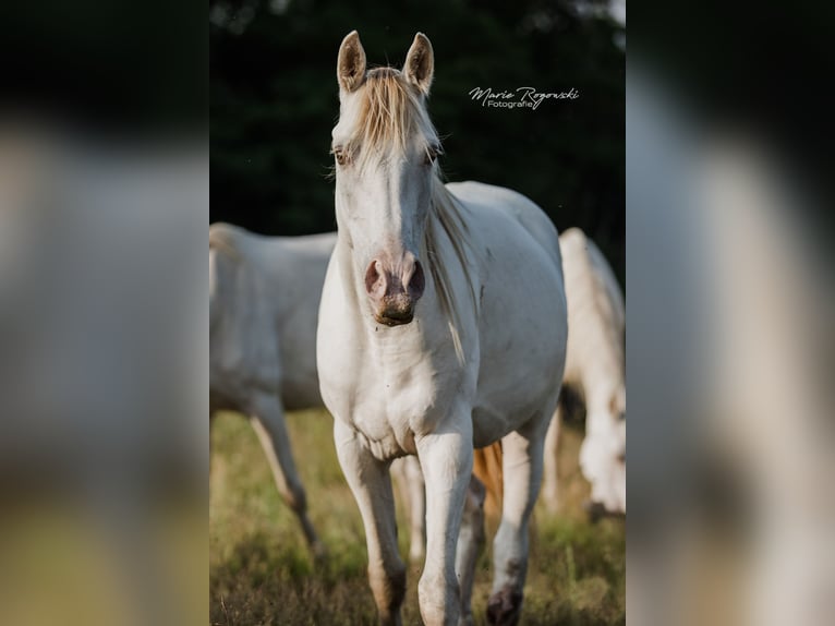 Arabisch Partbred Merrie 5 Jaar 151 cm Champagne in Beaumont-Pied-de-Buf