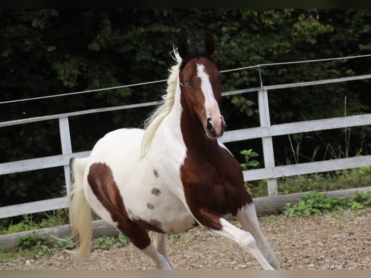 Arabisch Partbred Merrie 5 Jaar 153 cm Tobiano-alle-kleuren in Plaschischen