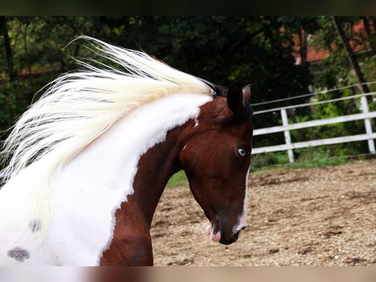 Arabisch Partbred Merrie 5 Jaar 153 cm Tobiano-alle-kleuren in Plaschischen