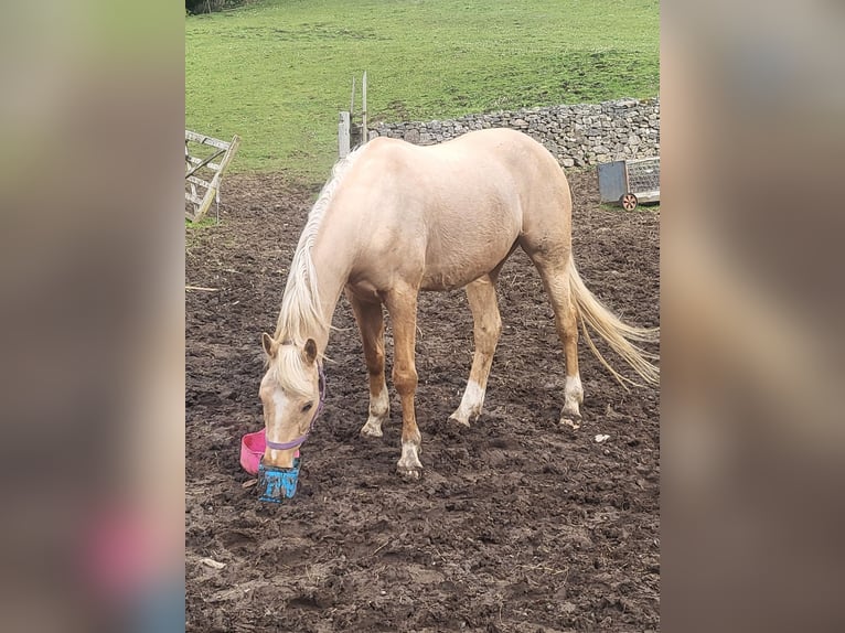Arabisch Partbred Merrie 5 Jaar 163 cm Palomino in Cumbria