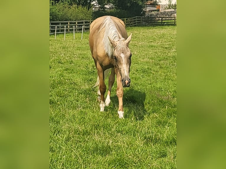 Arabisch Partbred Merrie 5 Jaar 163 cm Palomino in Cumbria
