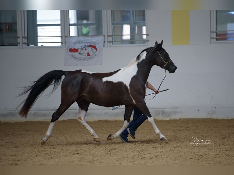 Arabisch Partbred Merrie 5 Jaar Tobiano-alle-kleuren in Kleblach-Lind