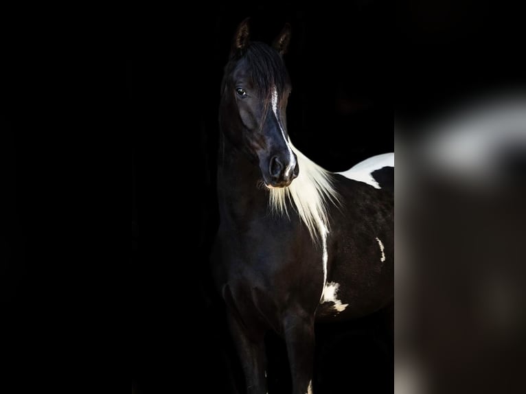 Arabisch Partbred Merrie 5 Jaar Tobiano-alle-kleuren in Kleblach-Lind