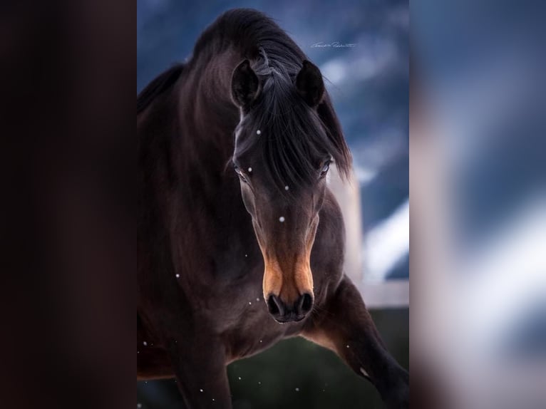 Arabisch Partbred Merrie 6 Jaar 148 cm Tobiano-alle-kleuren in Großvolderberg