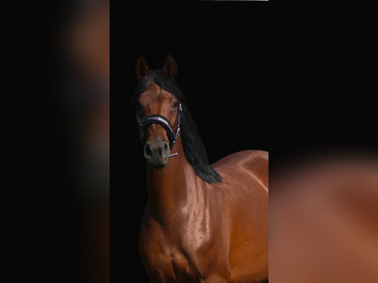 Arabisch Partbred Merrie 6 Jaar 155 cm Bruin in Waren