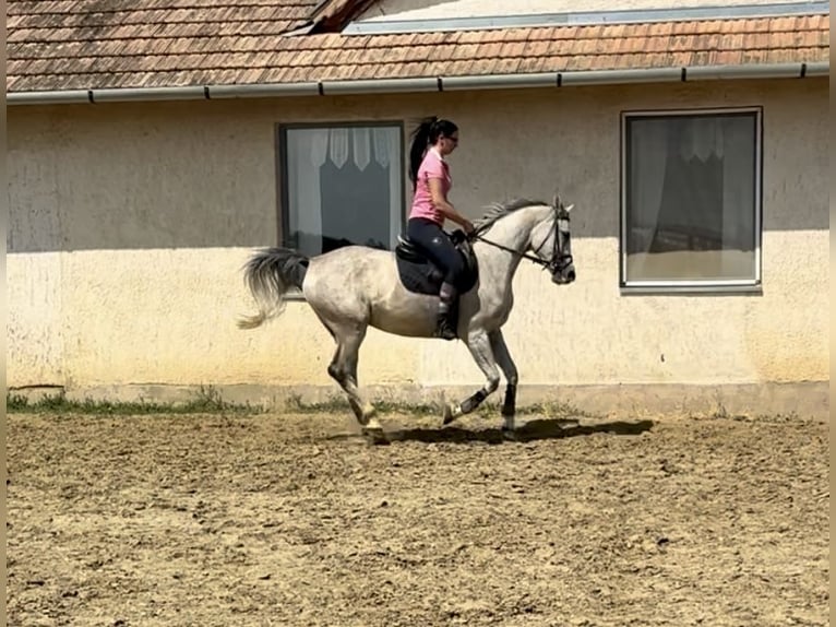Arabisch Partbred Merrie 6 Jaar 163 cm Appelschimmel in Debrecen