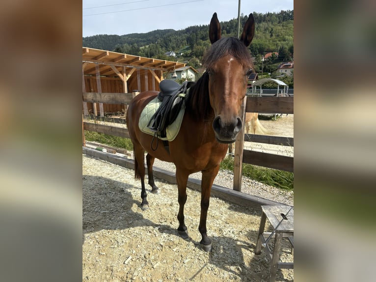 Arabisch Partbred Merrie 7 Jaar 148 cm Bruin in Wolfsberg