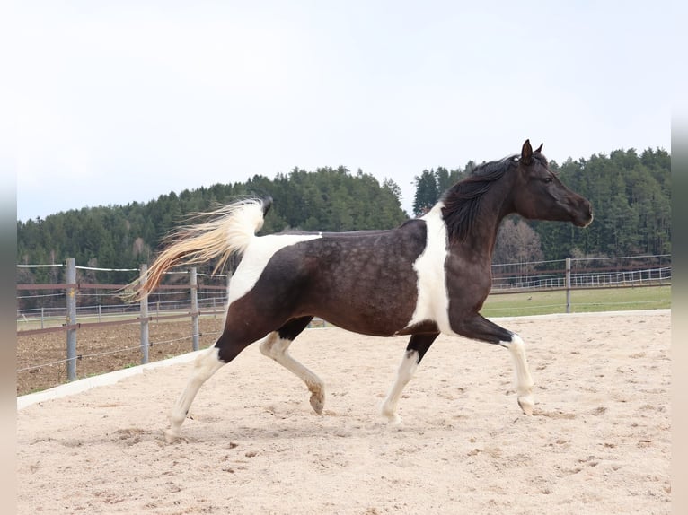 Arabisch Partbred Merrie 7 Jaar 158 cm Gevlekt-paard in Völkermarkt