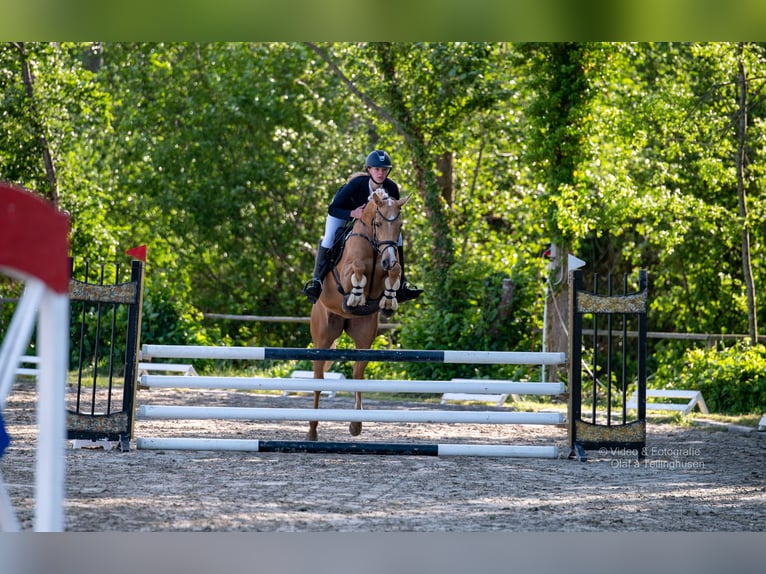 Arabisch Partbred Merrie 7 Jaar 160 cm Palomino in Winkelsett