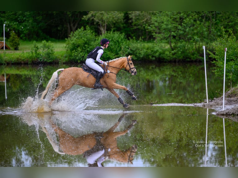 Arabisch Partbred Merrie 7 Jaar 160 cm Palomino in Winkelsett