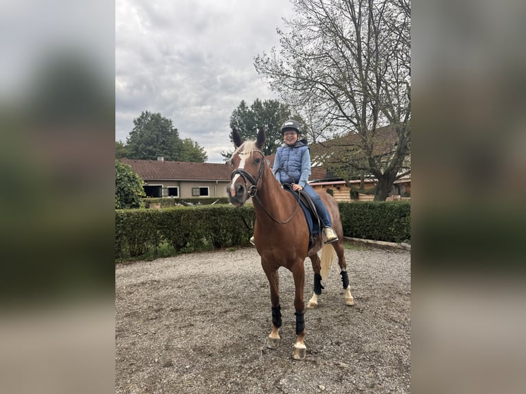 Arabisch Partbred Merrie 7 Jaar 162 cm Donkere-vos in Baden