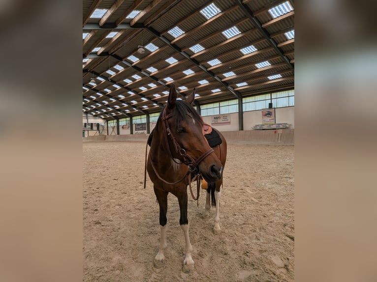 Arabisch Partbred Merrie 8 Jaar 155 cm Gevlekt-paard in Langerwehe