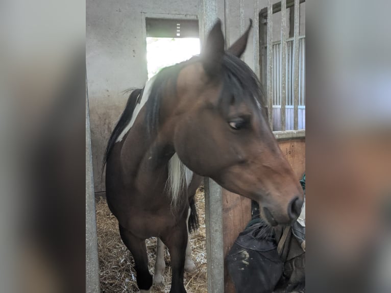 Arabisch Partbred Merrie 8 Jaar 155 cm Gevlekt-paard in Langerwehe