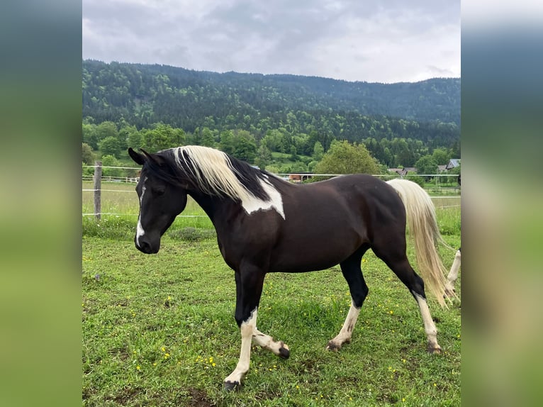 Arabisch Partbred Mix Merrie 8 Jaar 155 cm Gevlekt-paard in Kerschdorf 67