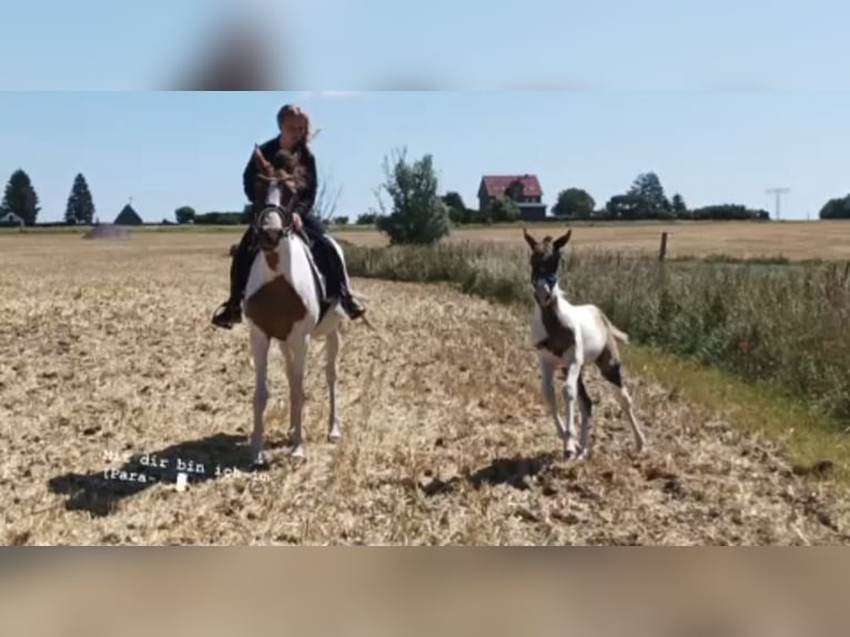 Arabisch Partbred Mix Merrie 8 Jaar 155 cm in PruchtenBarth