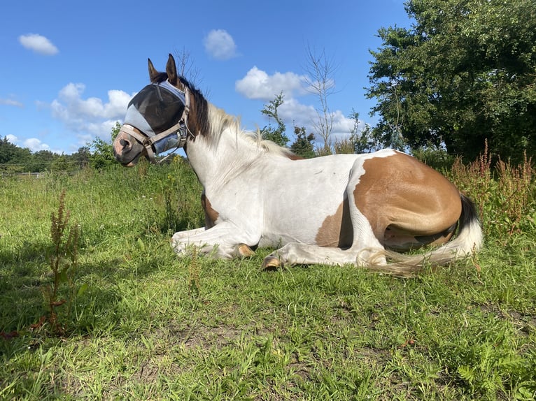 Arabisch Partbred Mix Merrie 8 Jaar 155 cm in PruchtenBarth