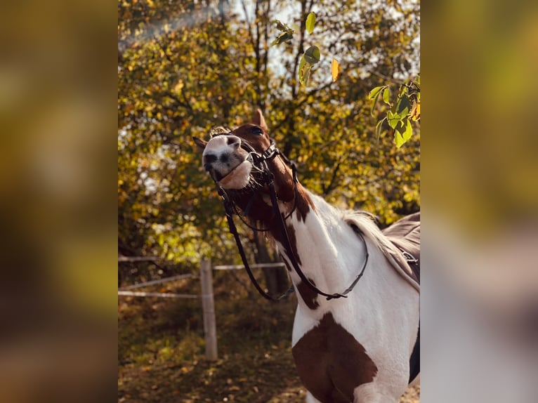 Arabisch Partbred Mix Merrie 8 Jaar 155 cm in PruchtenBarth
