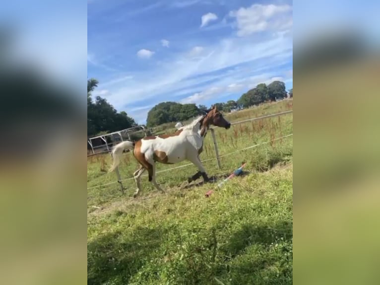 Arabisch Partbred Mix Merrie 8 Jaar 155 cm in PruchtenBarth
