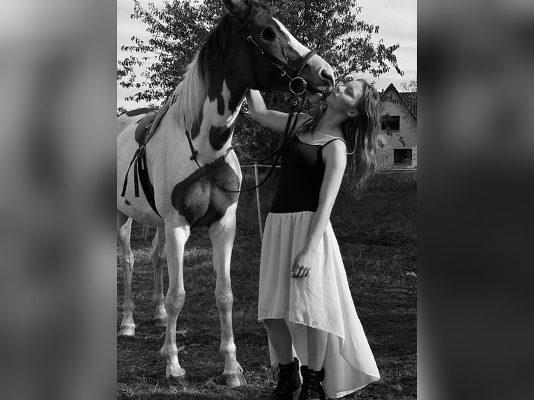 Arabisch Partbred Mix Merrie 8 Jaar 155 cm in PruchtenBarth