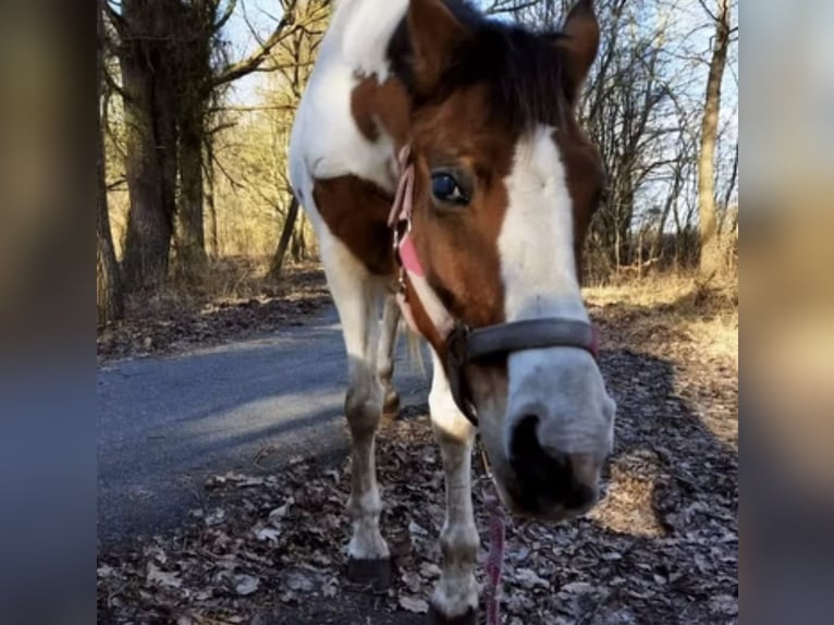Arabisch Partbred Mix Merrie 8 Jaar 155 cm in PruchtenBarth
