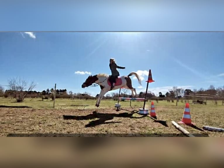 Arabisch Partbred Mix Merrie 8 Jaar 155 cm in PruchtenBarth