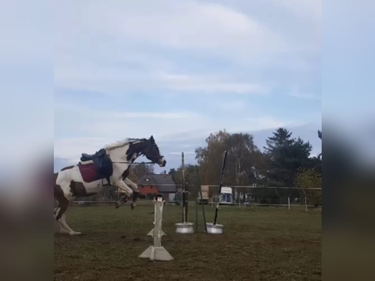 Arabisch Partbred Mix Merrie 8 Jaar 155 cm in PruchtenBarth