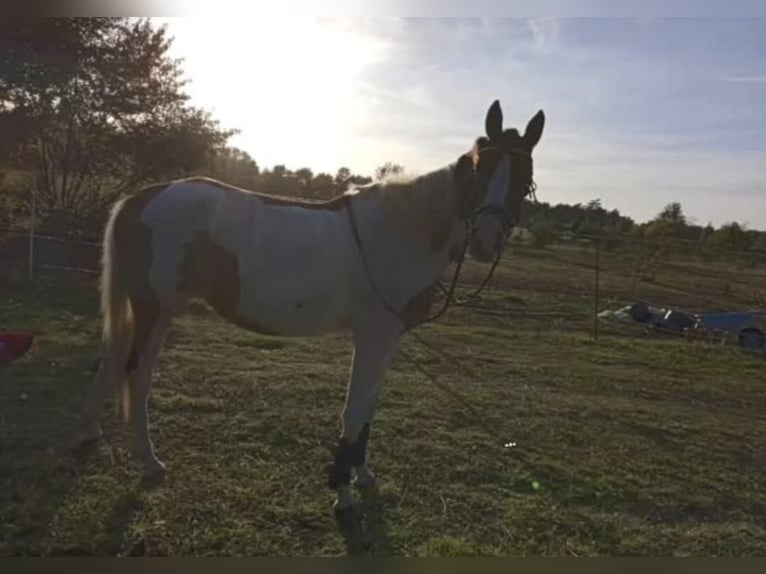 Arabisch Partbred Mix Merrie 8 Jaar 155 cm in PruchtenBarth