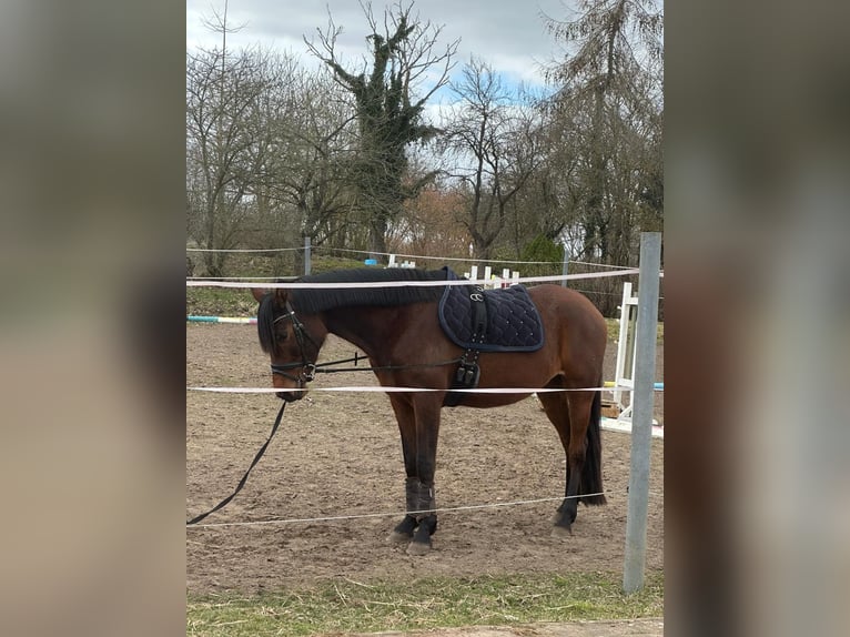 Arabisch Partbred Merrie 8 Jaar 160 cm Bruin in Waren