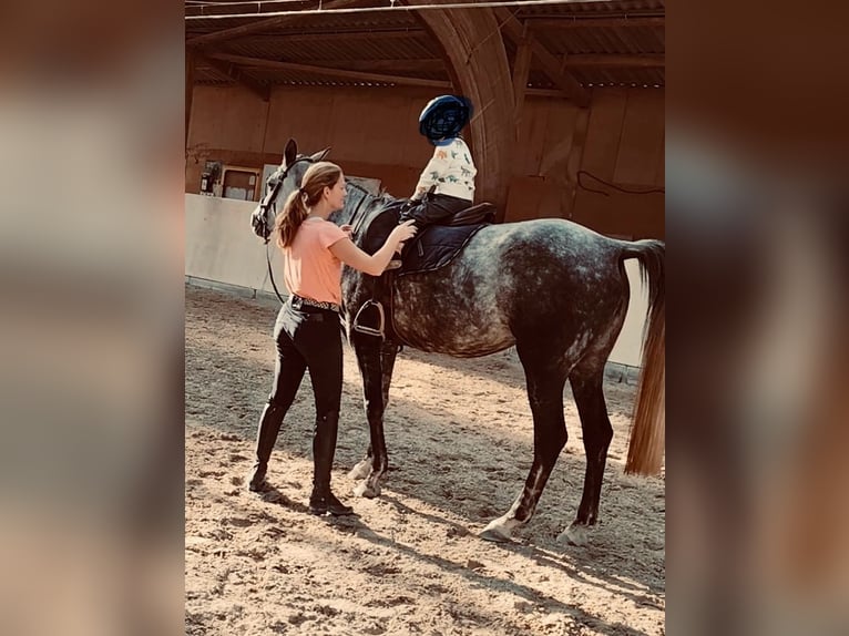 Arabisch Partbred Merrie 8 Jaar 161 cm Appelschimmel in Frankfurt am MainFrankfurt