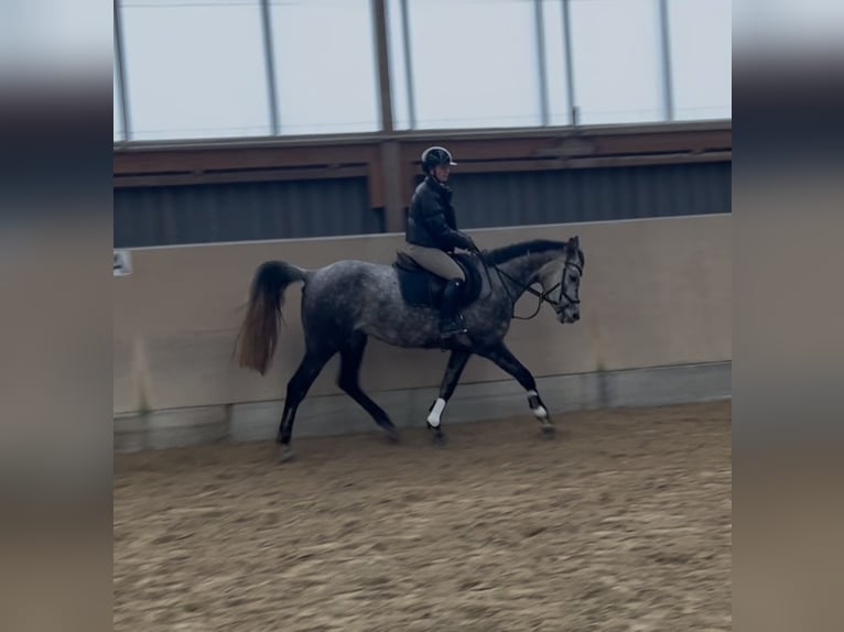 Arabisch Partbred Merrie 8 Jaar 161 cm Appelschimmel in Frankfurt am MainFrankfurt