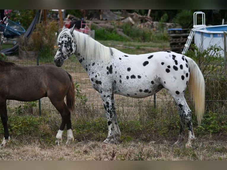 Arabisch Partbred Merrie 9 Jaar 147 cm Appaloosa in Castelnau-Tursan