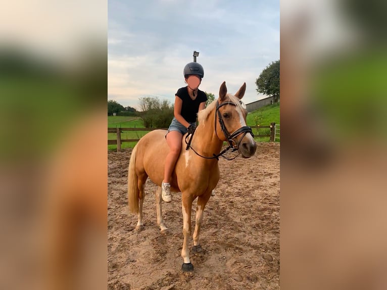 Arabisch Partbred Merrie 9 Jaar 156 cm Palomino in Duisburg