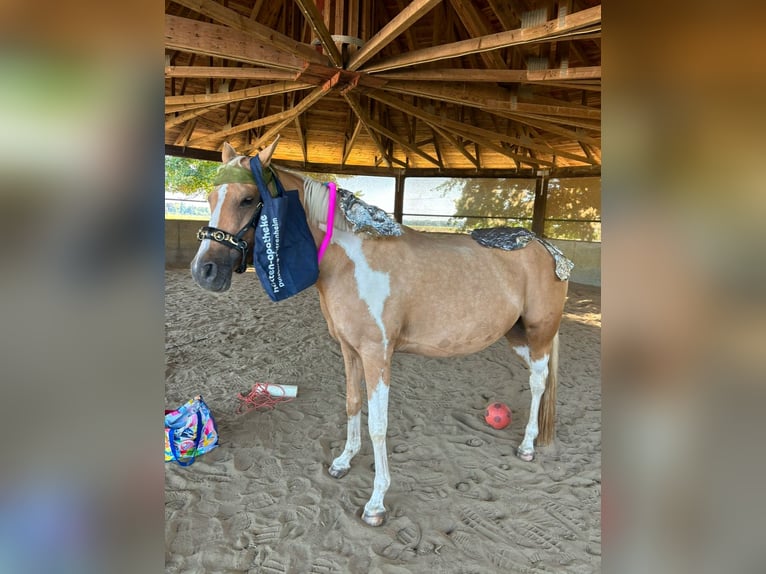 Arabisch Partbred Merrie 9 Jaar 156 cm Palomino in Duisburg