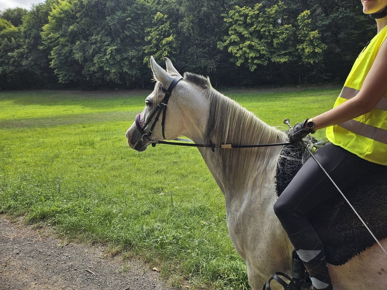 Arabisch Partbred Merrie 9 Jaar 162 cm Appelschimmel in Lahntal