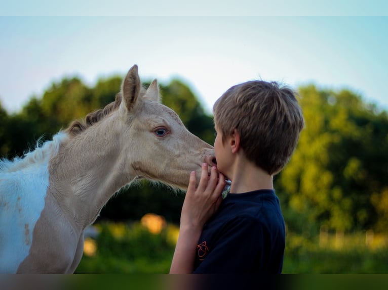 Arabisch Partbred Merrie veulen (06/2024) 148 cm Champagne in Erichem