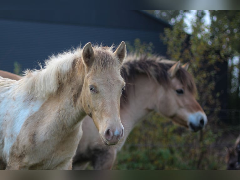 Arabisch Partbred Merrie veulen (06/2024) 148 cm Champagne in Erichem