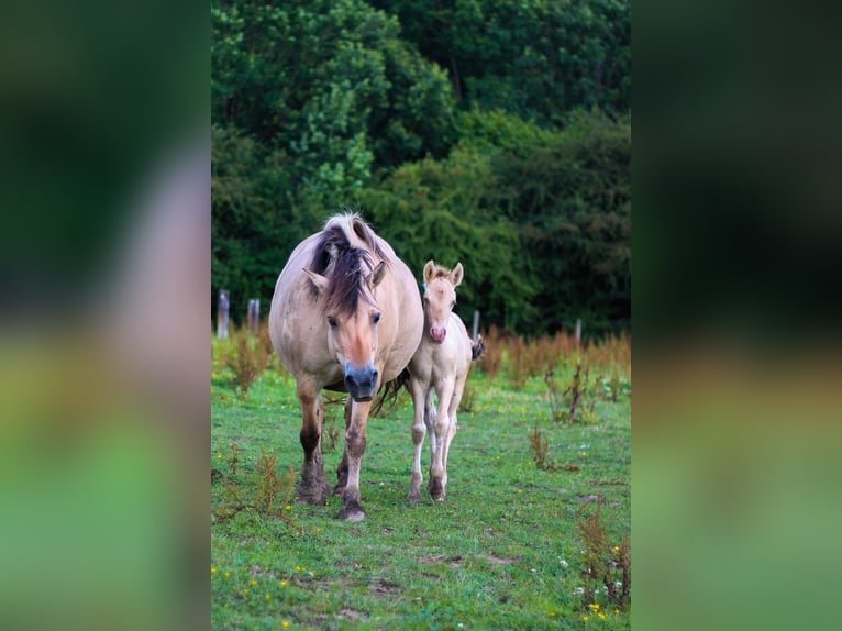 Arabisch Partbred Merrie veulen (06/2024) 148 cm Champagne in Erichem